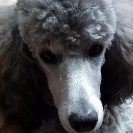 Girlie - Poodle