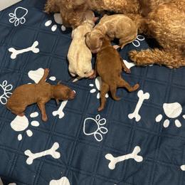Boy 1 - White male Poodle puppy in Fredericktown, Missouri from Ellie & Co. Doodles and Poodles