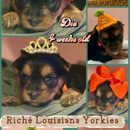 Dia - Black and tan female Yorkshire Terrier puppy in Tangipahoa County, Louisiana from Riche’ Louisiana Yorkies