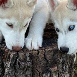 Siberian Husky Puppies from Coral Gables Siberians