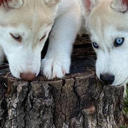 Siberian Husky Puppies from Coral Gables Siberians