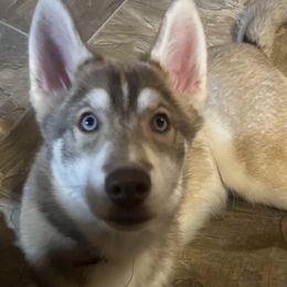 Perry - Red and white Siberian Husky puppy in Princeton, North Carolina from Boon Hill Huskies