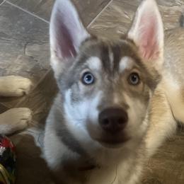 Perry - Red and white Siberian Husky puppy in Princeton, North Carolina from Boon Hill Huskies