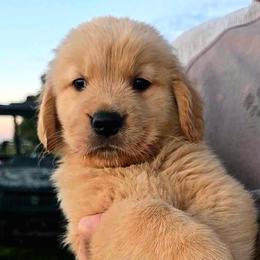 Potion - Light golden male Golden Retriever puppy in Marietta, Oklahoma from Dogs of Diamond B