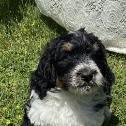 Bernedoodle and French Bulldog Puppies from Top of the Hill Frenchies
