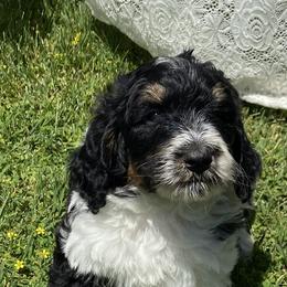 Bernedoodle and French Bulldog Puppies from Top of the Hill Frenchies