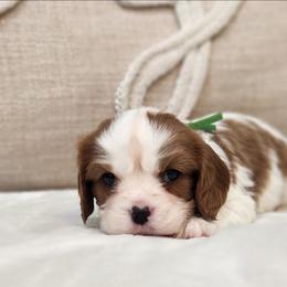 Bently - Blenheim male Cavalier King Charles Spaniel puppy in Broxton, Georgia from King of the Hill Cavaliers
