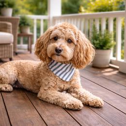 Maggie - Goldendoodle