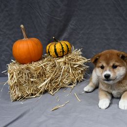 Seth - Sesame male Shiba Inu puppy in Arcola, Illinois from Highline Puppies