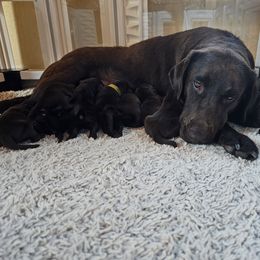 Boy 4 - male Labrador Retriever puppy in Helena, Montana from Whistling Wings Retrievers, LLC.