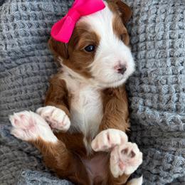 LR- Pink Girl - Red  female Goldendoodle puppy in Lewisville, Texas from Texas Goldendoodle Lovers