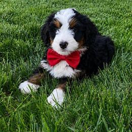 Male 4717 - Tri-color male Bernedoodle puppy in Ormond Beach, Florida from Florida Coast Doodles