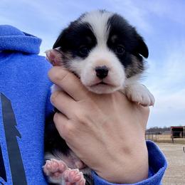 Coyote - Black and tan male Pembroke Welsh Corgi puppy in Ashland, Ohio from SS Australian Shepherds