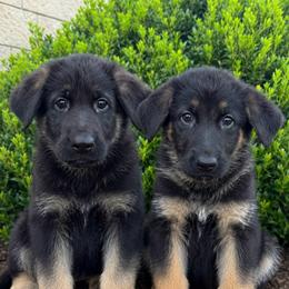 Female - Black and red female German Shepherd puppy in Warwick, Rhode Island from Karma Kennels