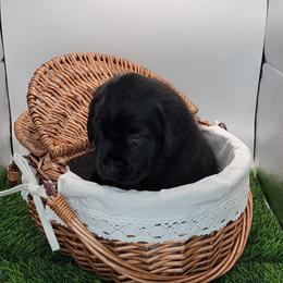 Labrador Retriever Puppies from Big Cypress labradors