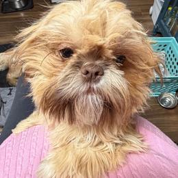 Brandy - Red female Shih Tzu puppy in Victorville, California from RUMBLE n TUMBLE
