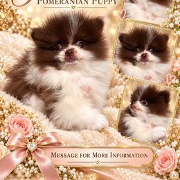 Lily - Chocolate female Pomeranian puppy in El Paso, Texas from Texas quality pomeranians