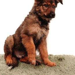 Australian Shepherd and German Shepherd Puppies from Savage K9