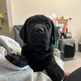 Red Boy - Black Labrador Retriever puppy in Buckeye, Arizona from Foothills Labrador Retrievers