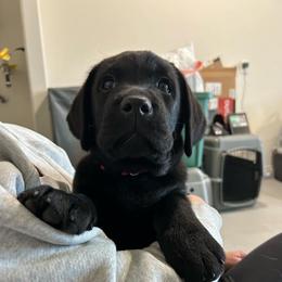 Red Boy - Black Labrador Retriever puppy in Buckeye, Arizona from Foothills Labrador Retrievers