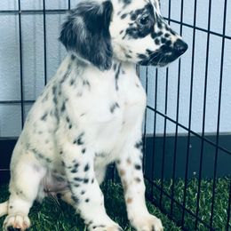 Pixie - Tri color long coat - White black and tan female Dalmatian puppy in Sedalia, Missouri from Missouri Dalmatians