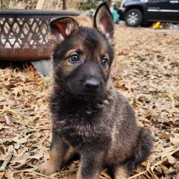 Hunter - Sable male German Shepherd puppy in Harwood, Maryland from Reddington Shepherds