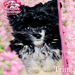 Trina - Biewer Terrier