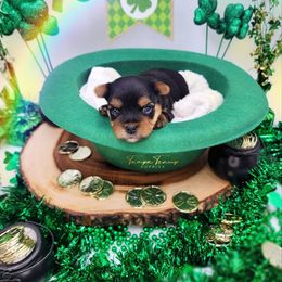 Maltese and Yorkshire Terrier Puppies from Tampa Teacup Puppies