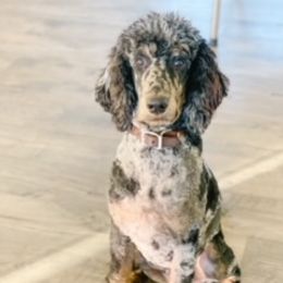 Gentry - Poodle