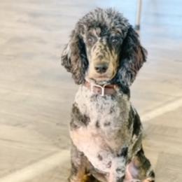 Gentry - Poodle