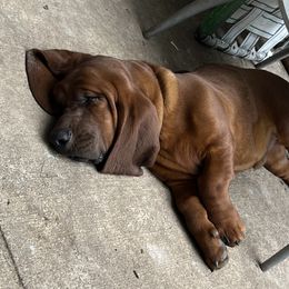 Basset Hound Puppies from Pleasant Bay Basset Hounds