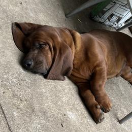 Basset Hound Puppies from Pleasant Bay Basset Hounds