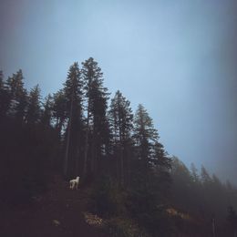 Stella - Goldendoodle