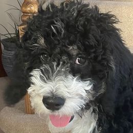 Bernedoodles and Goldendoodles from Kansas City Doodles