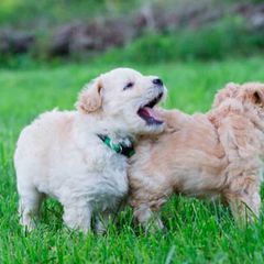 Pumi Puppies from Catskill Pumi