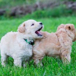 Pumi Puppies from Catskill Pumi