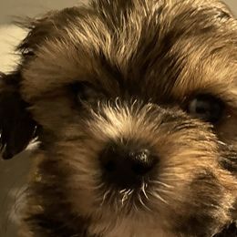 Poodles, Shihpoos, Shih Tzus, Shorkies, and Yorkipoos from Oodles of Poodles & Doodles