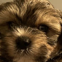 Poodles, Shihpoos, Shih Tzus, Shorkies, and Yorkipoos from Oodles of Poodles & Doodles