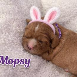 Mopsy - Ruby female Cavalier King Charles Spaniel puppy in London, Arkansas from Frosty’s Cavaliers