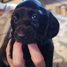 Pepper's solud black girl - Black female Dachshund puppy in Wheatfield, Indiana from Wines Wienery