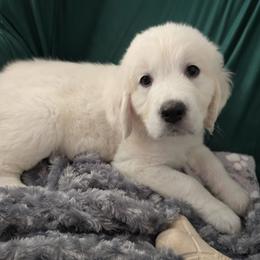 Pick 3 of male pups - Light golden male Golden Retriever puppy in Muncie, Indiana from Scarlett Creek Retrievers and Samoyeds