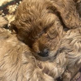 Poodle Puppies from Pepper Potts Puppies