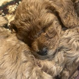 Poodle Puppies from Pepper Potts Puppies