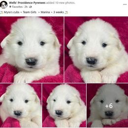 Marina - White female Great Pyrenees puppy in Silex, Missouri from Wells' Providence Pyrenees