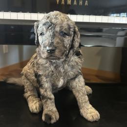 Aurora - female Golden Mountain Doodle puppy in Powell, Wyoming from Doodles of Joy