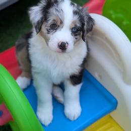 Paddles - Blue merle female Australian Shepherd puppy in West Greenwich, Rhode Island from Ocean Cliff Aussies