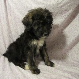 Aussiedoodle, Australian Shepherd, and Poodle Puppies from Kay Kay's Pupper Patch