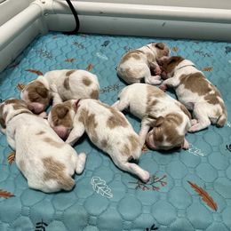 Girl 1 - Orange and white female Brittany puppy in Snohomish, Washington from Campbell's Brittanys