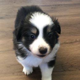 Girl 2 - Miniature Australian Shepherd puppy in Corydon, Indiana from Arbuckle’s Lookin Good Aussies (LGA)