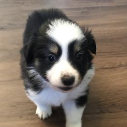 Girl 2 - Miniature Australian Shepherd puppy in Corydon, Indiana from Arbuckle’s Lookin Good Aussies (LGA)